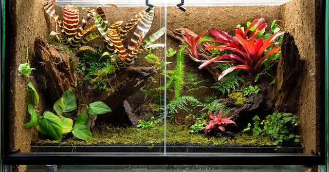 A lush green terrarium filled with plants and rocks and everything an ecosystem needs to function