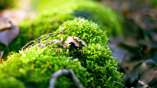 Forest Floor